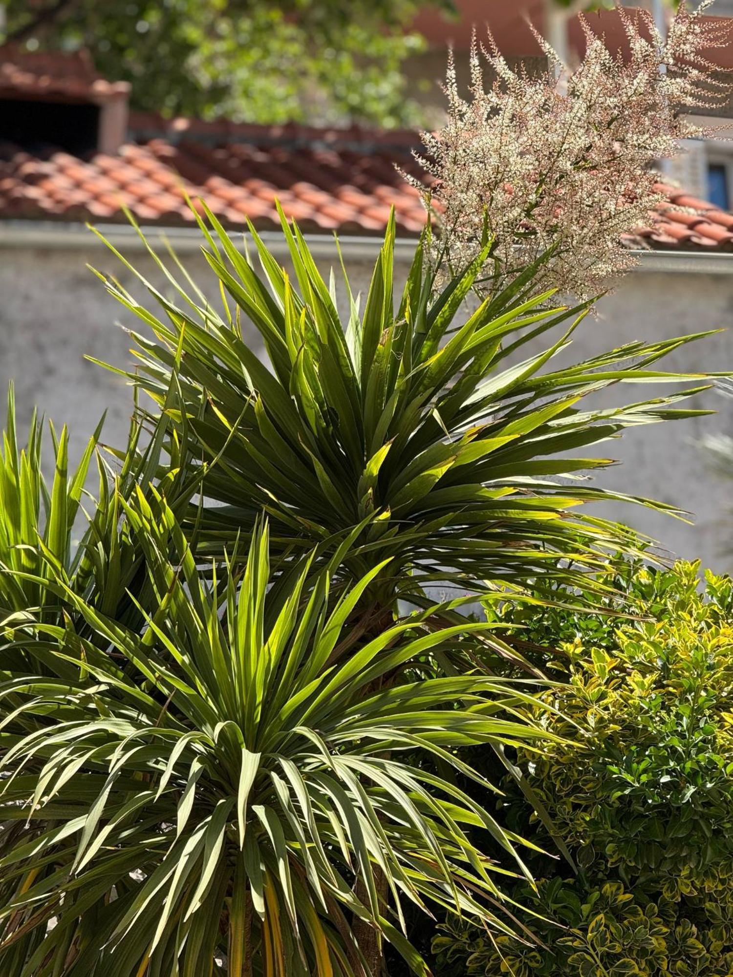 Apartment Biggy Cavtat Dış mekan fotoğraf